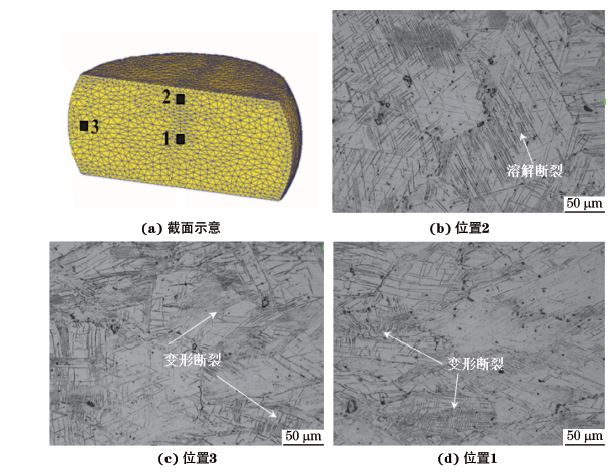 圖３ 在９８０ ℃、應(yīng)變速率為０．０１０s－１下壓縮至應(yīng)變量為３０％后GH４１６９合金不同區(qū)域的顯微組織